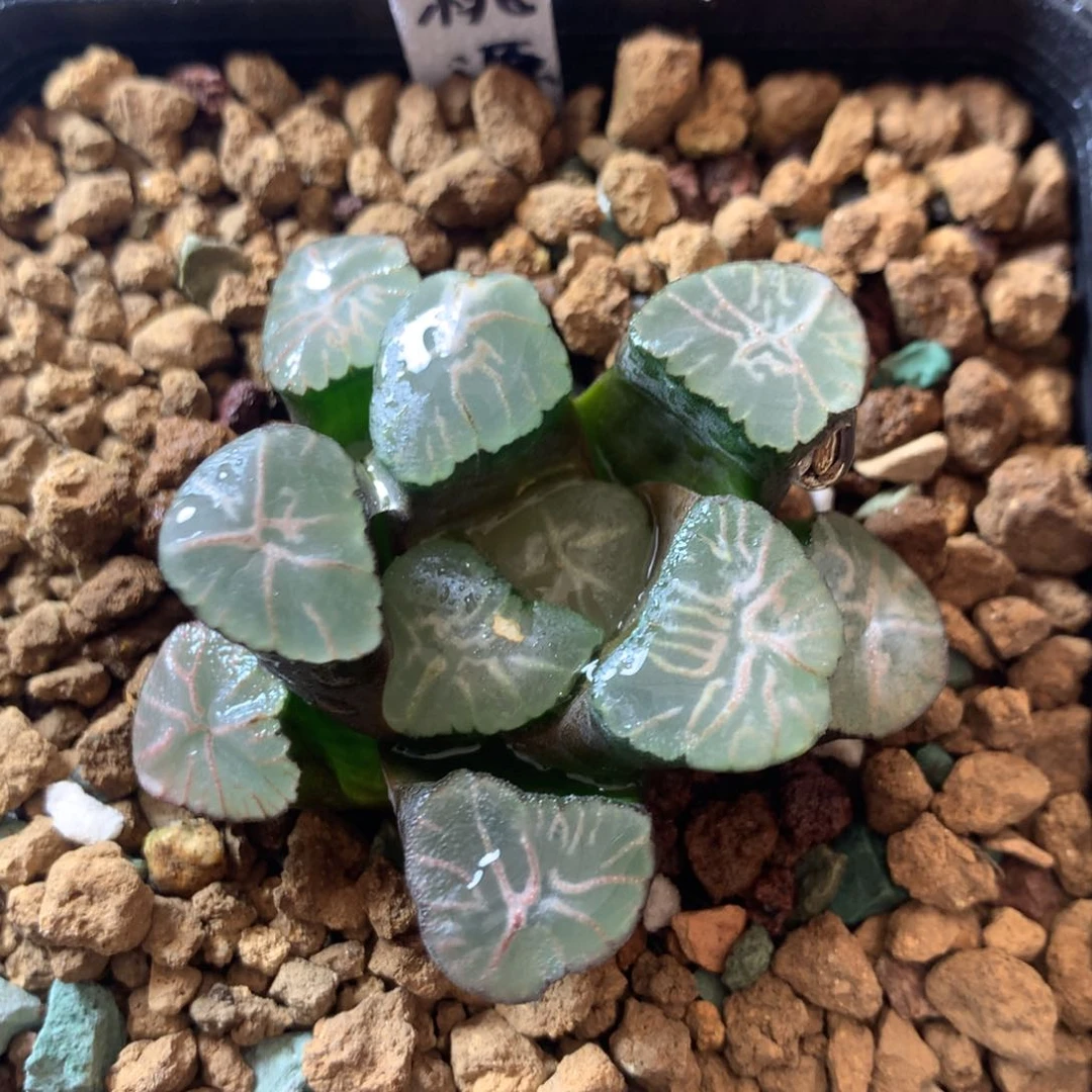 桃源乡万象一物一拍