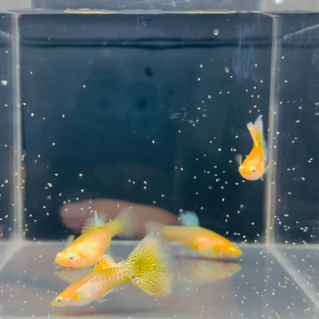 黄化黄蛇孔雀鱼活体热带观赏鱼孔雀鱼精品