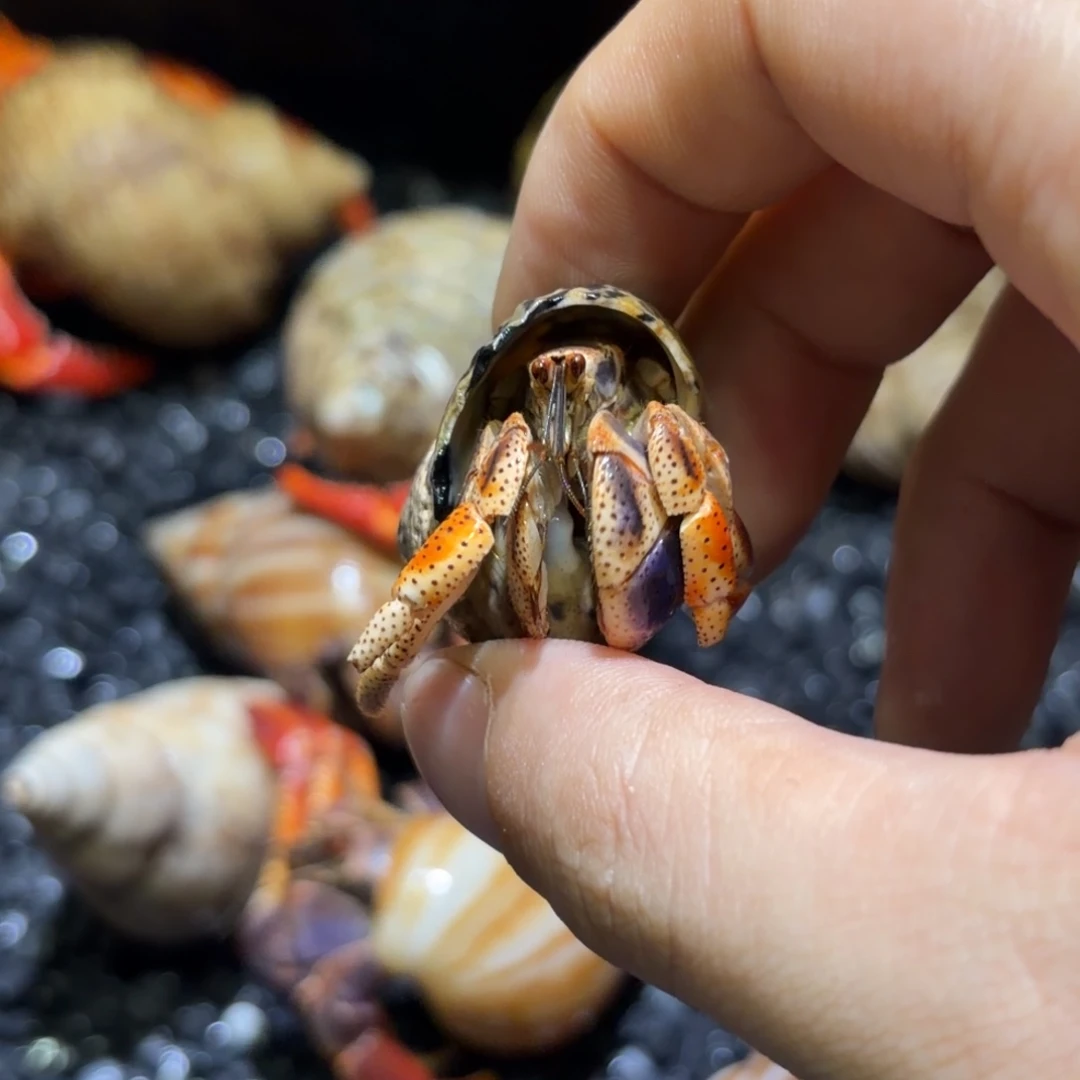 16 小西伯寄居蟹 1.8口