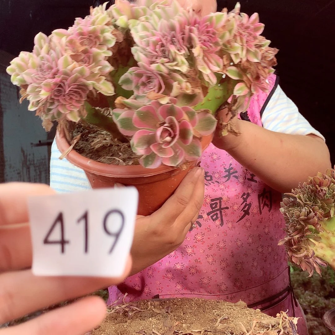 柒哥多肉法师不包侧断枝处理419