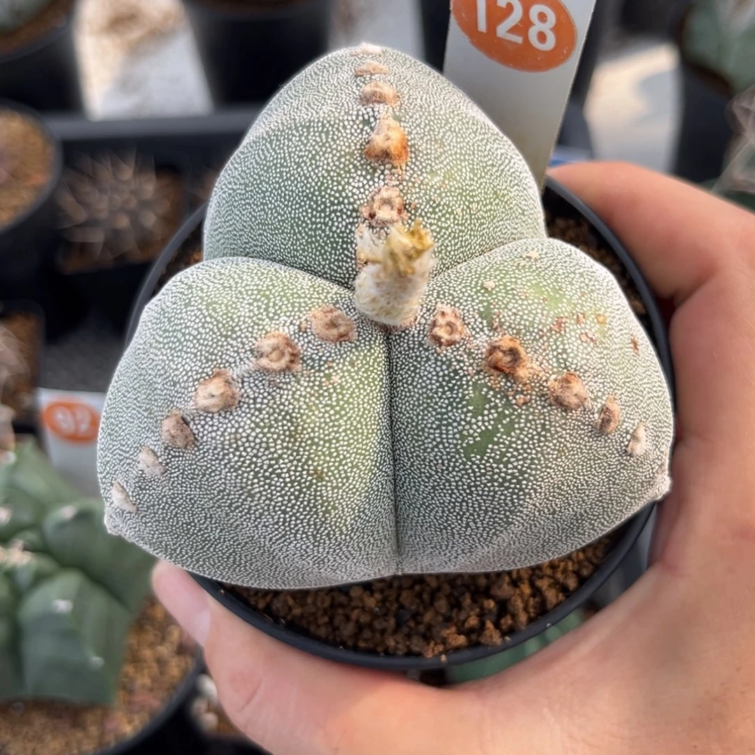 128实生三角鸾凤玉带盆带土