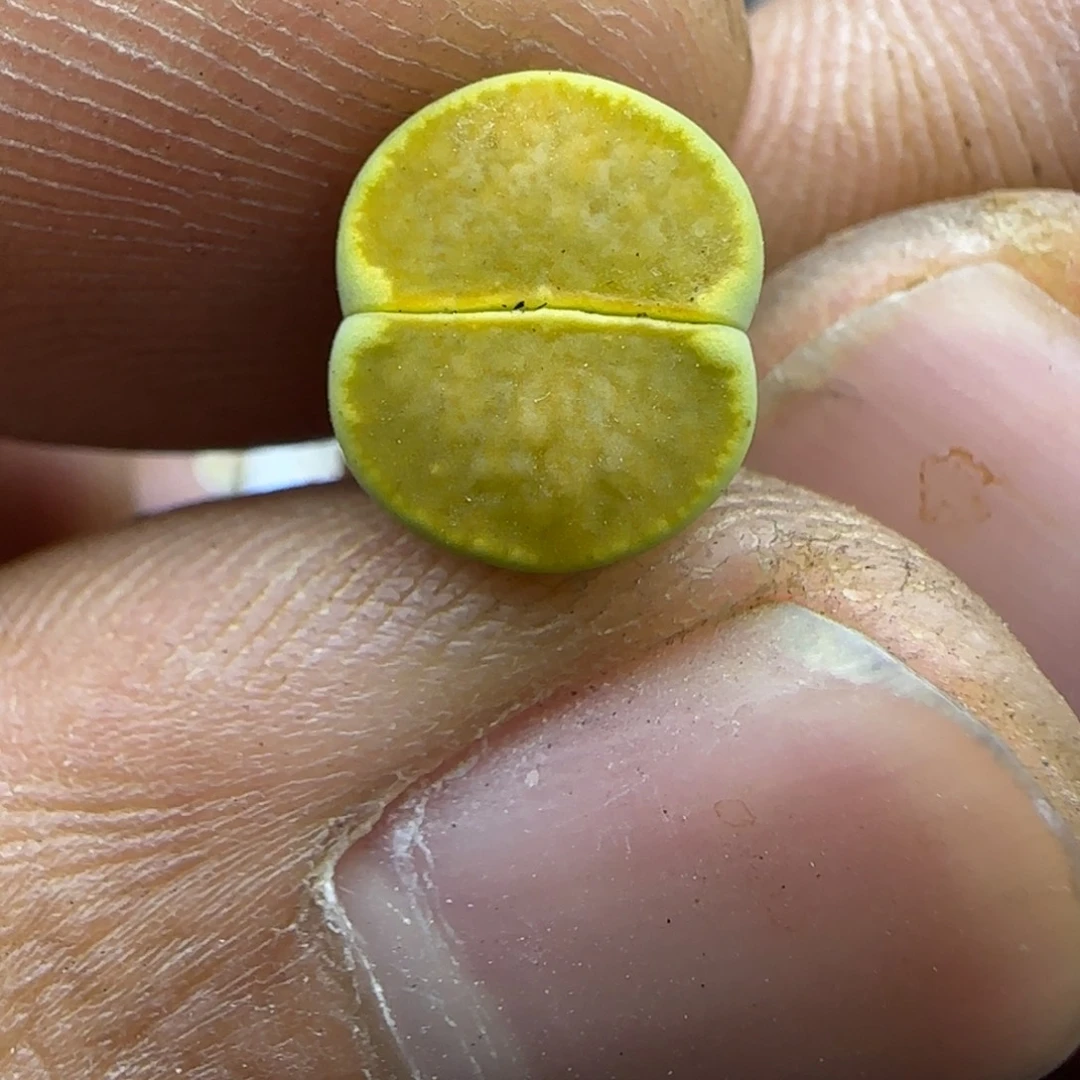 346 生石花大棚直播