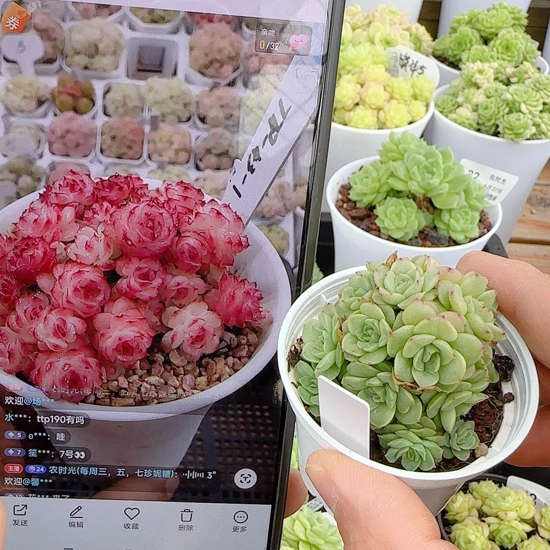 *****【闪购商品】0627-47（ttp-43-1）