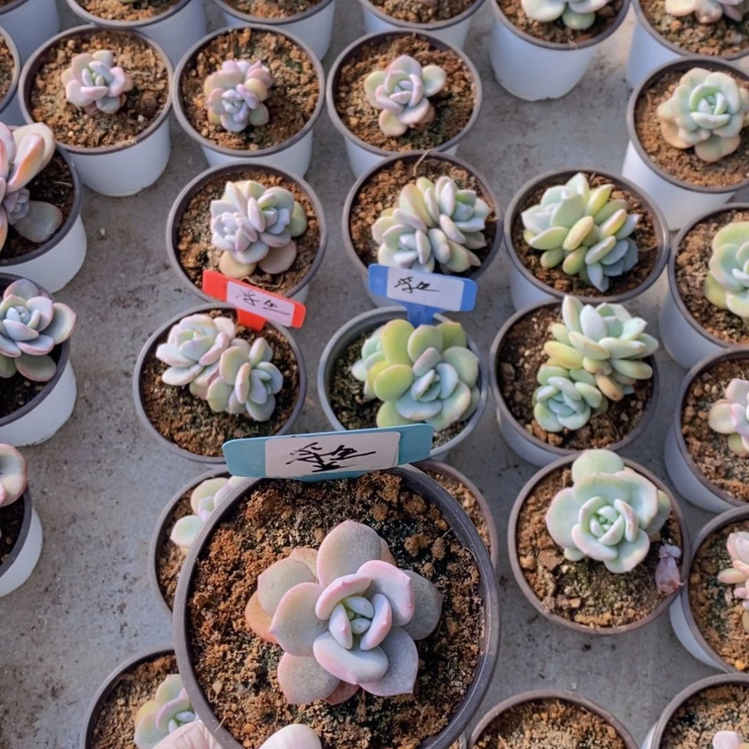 浮****T奶茶双头两颗送1