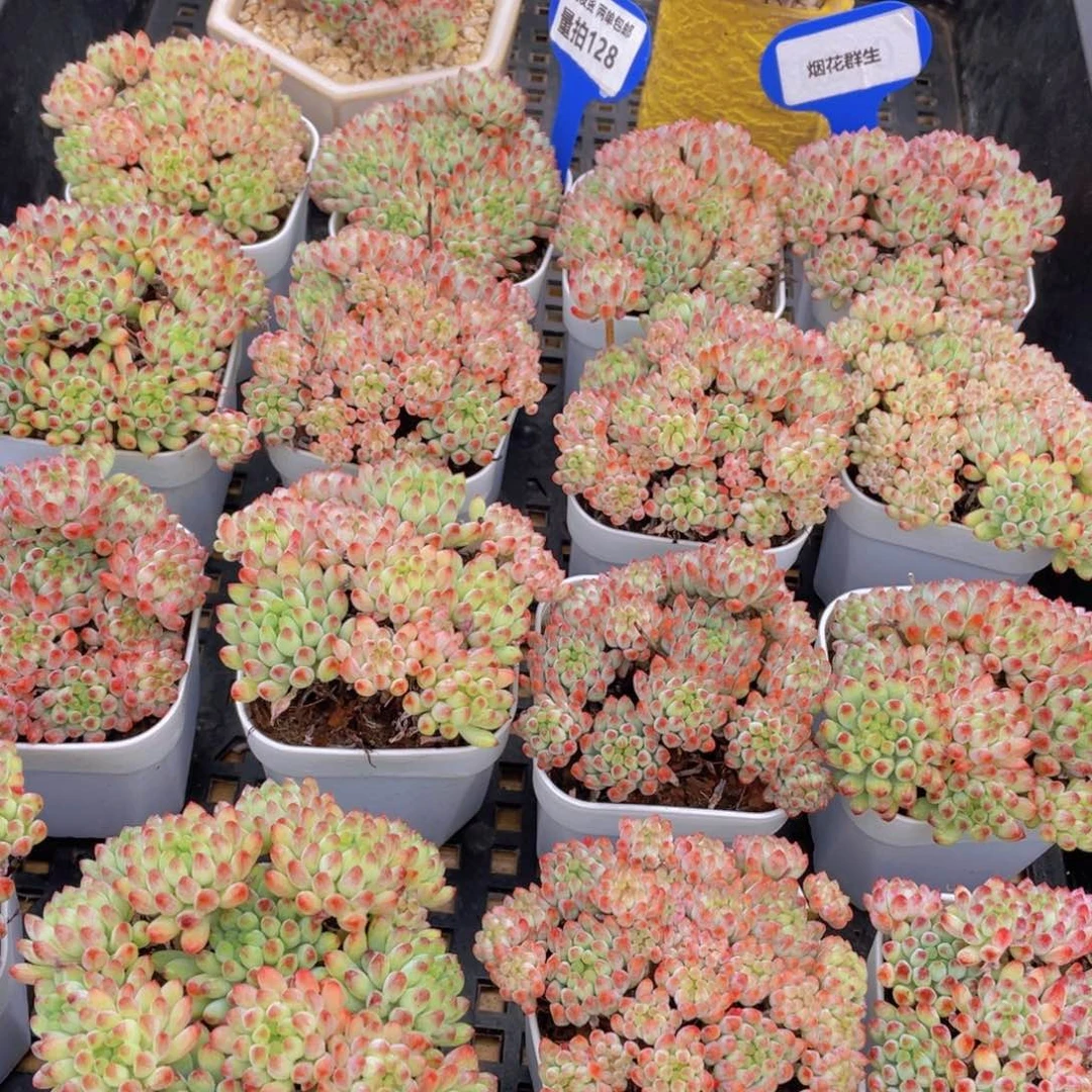 量拍128号 烟花群生一个