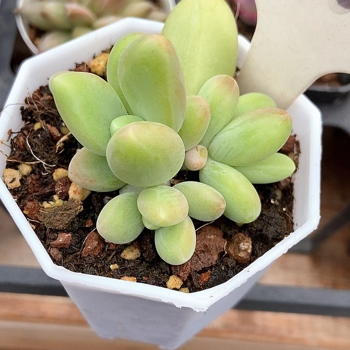 多肉植物芒果奶1060