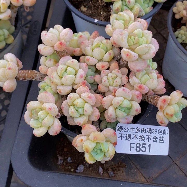 白底樱花罗琦10cm851多肉植物