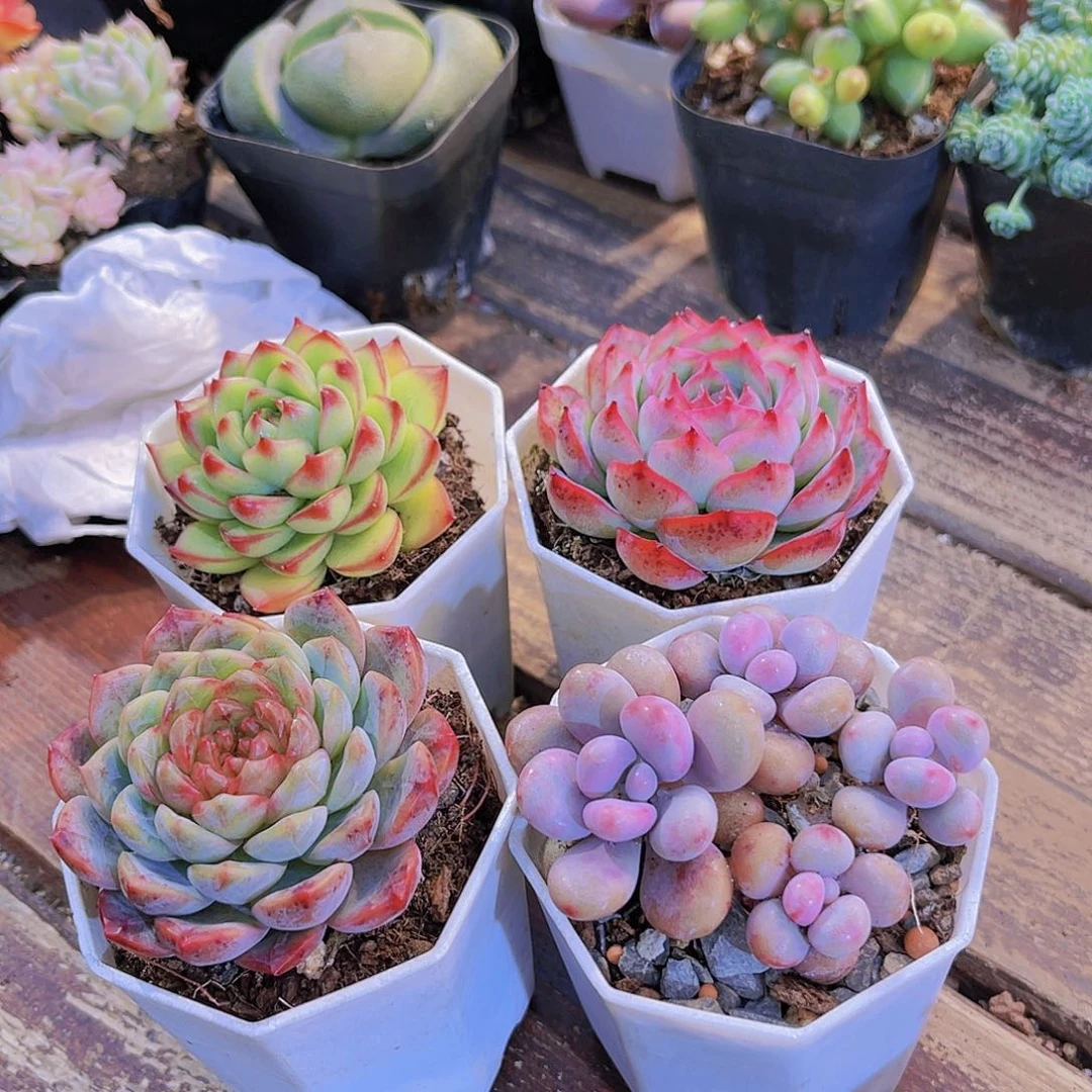 月亮石➕侧影➕葡萄珍妮➕桃蛋