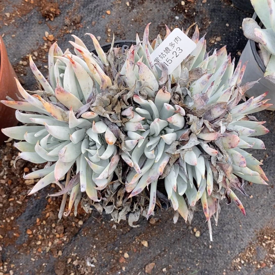 23号白菊杂雪山大群