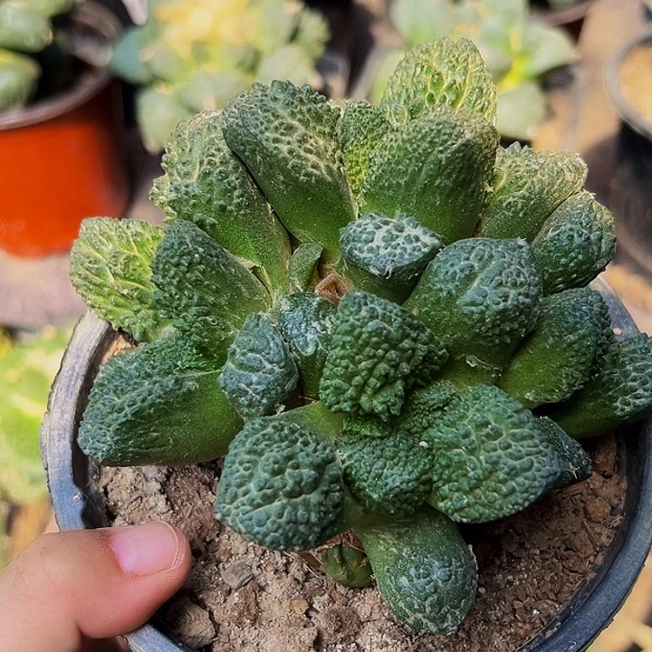 无花朵福利哥斯拉牡丹大群996