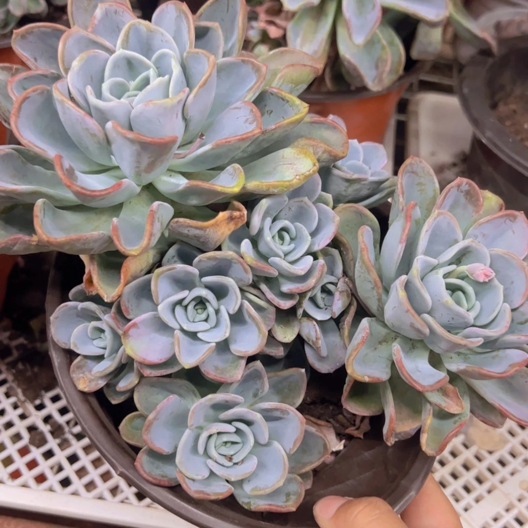 美尻大双头带仔大盆，230杯