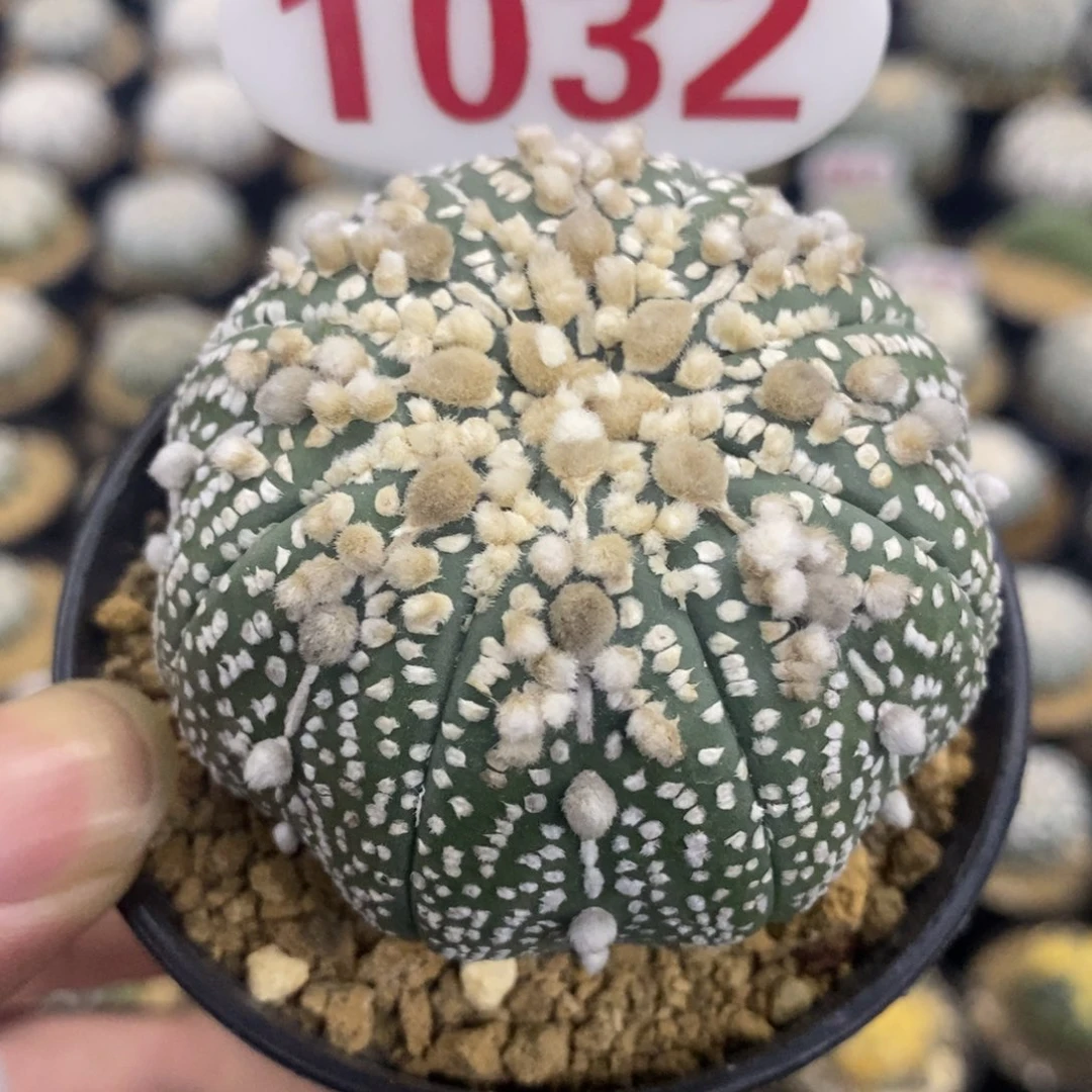 1032海星体奇迹花园兜