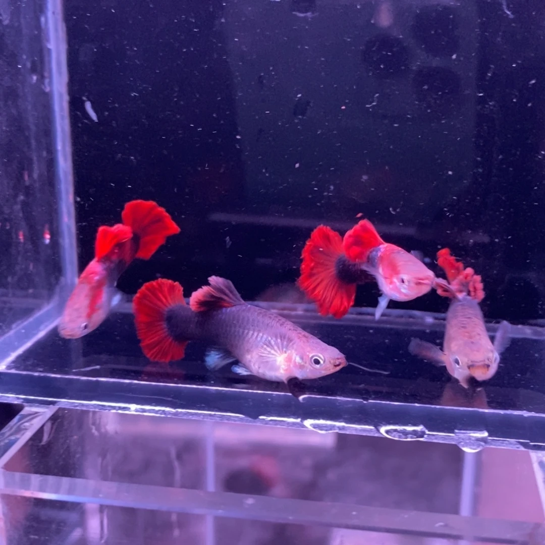 孔雀鱼菊花帆两对