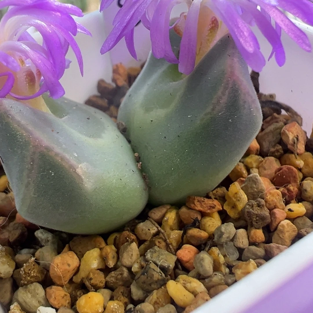 双头腹棱空蝉 肉锥植物