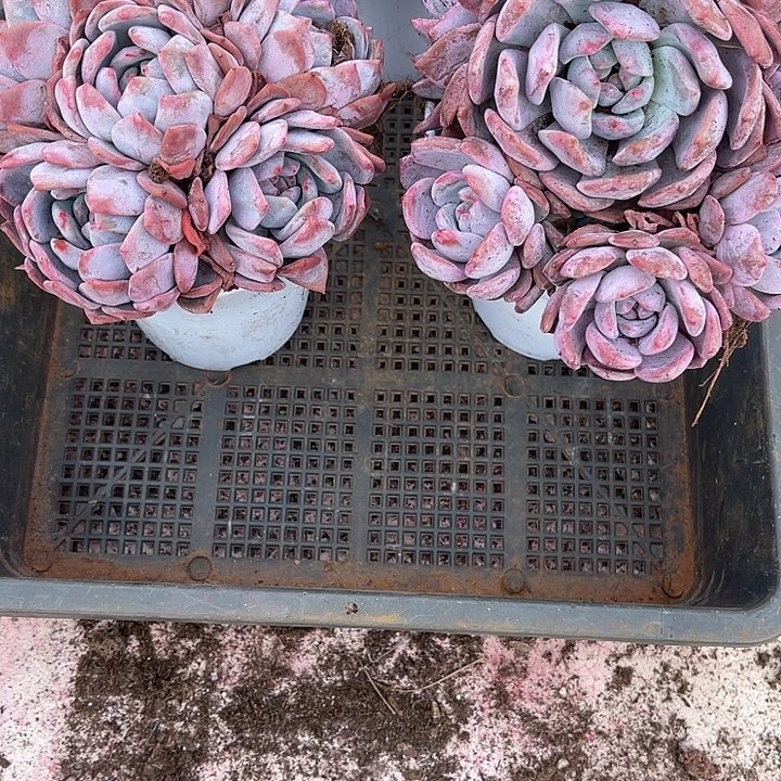 汶***进紫皮石榴籽星影491