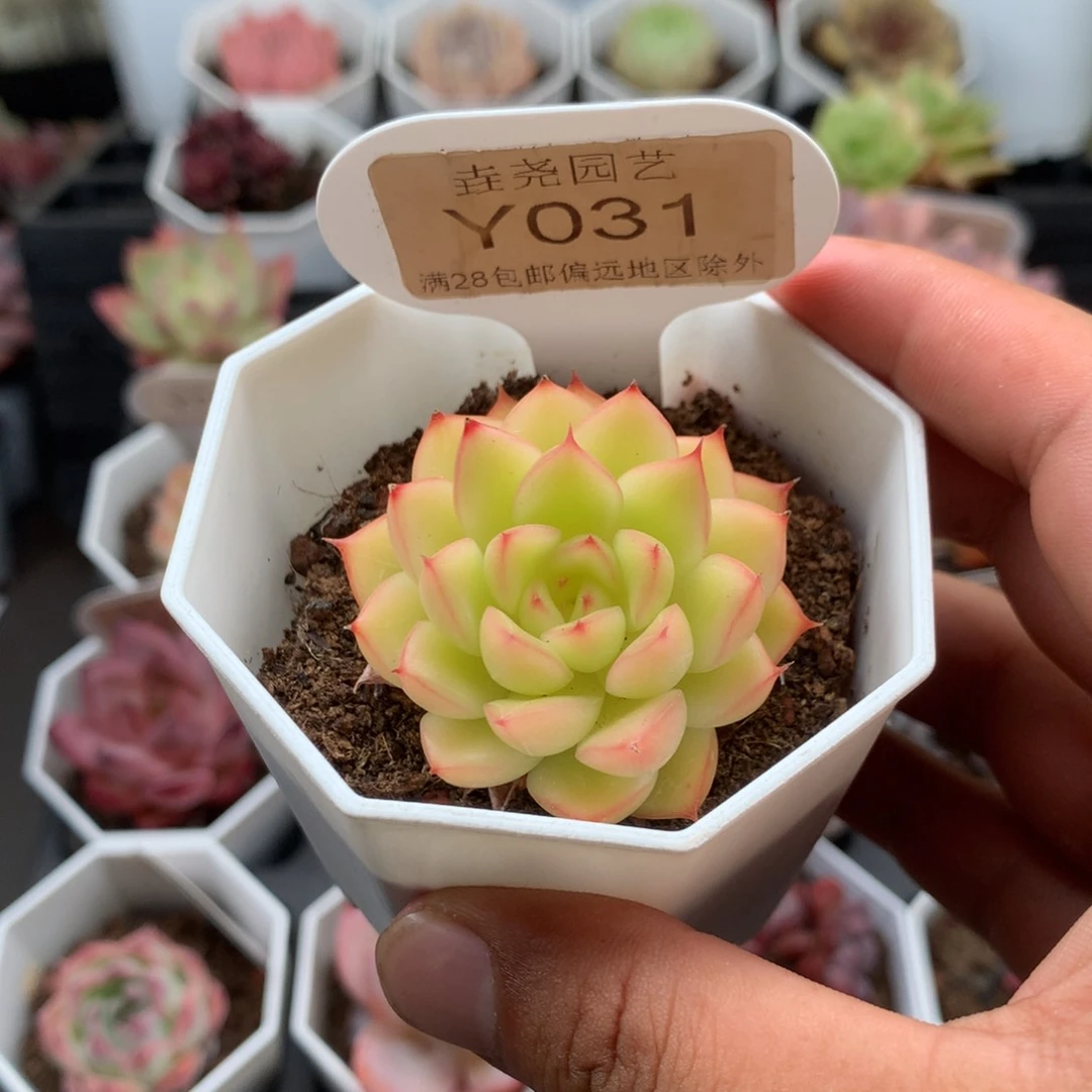 0031闪光4.0厘米