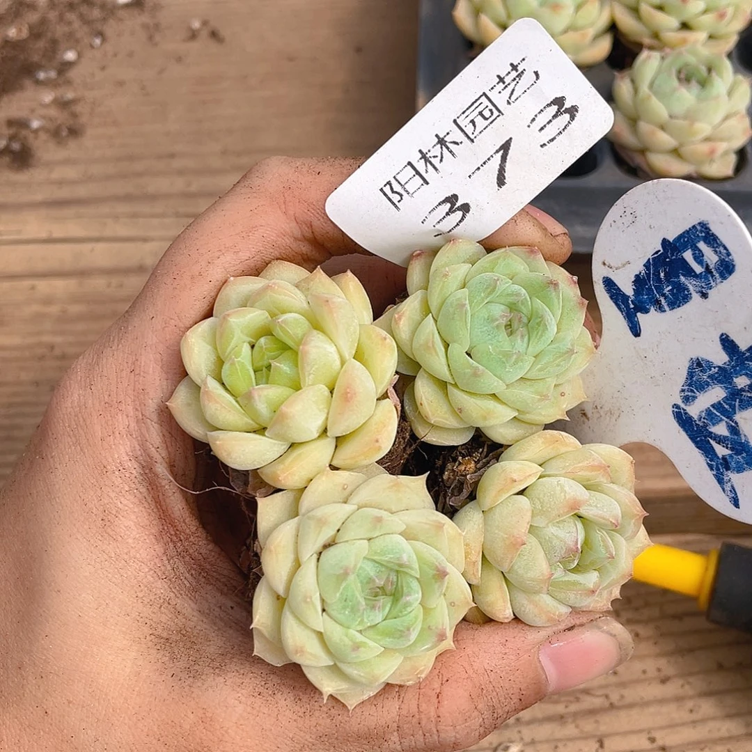 量拍多肉植物多肉植物373