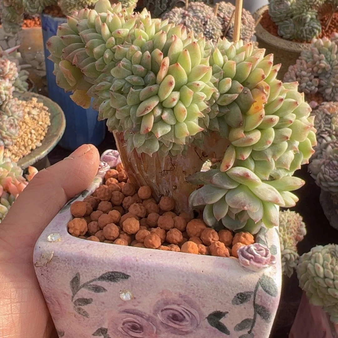 新年快乐啊宝宝们88888888888