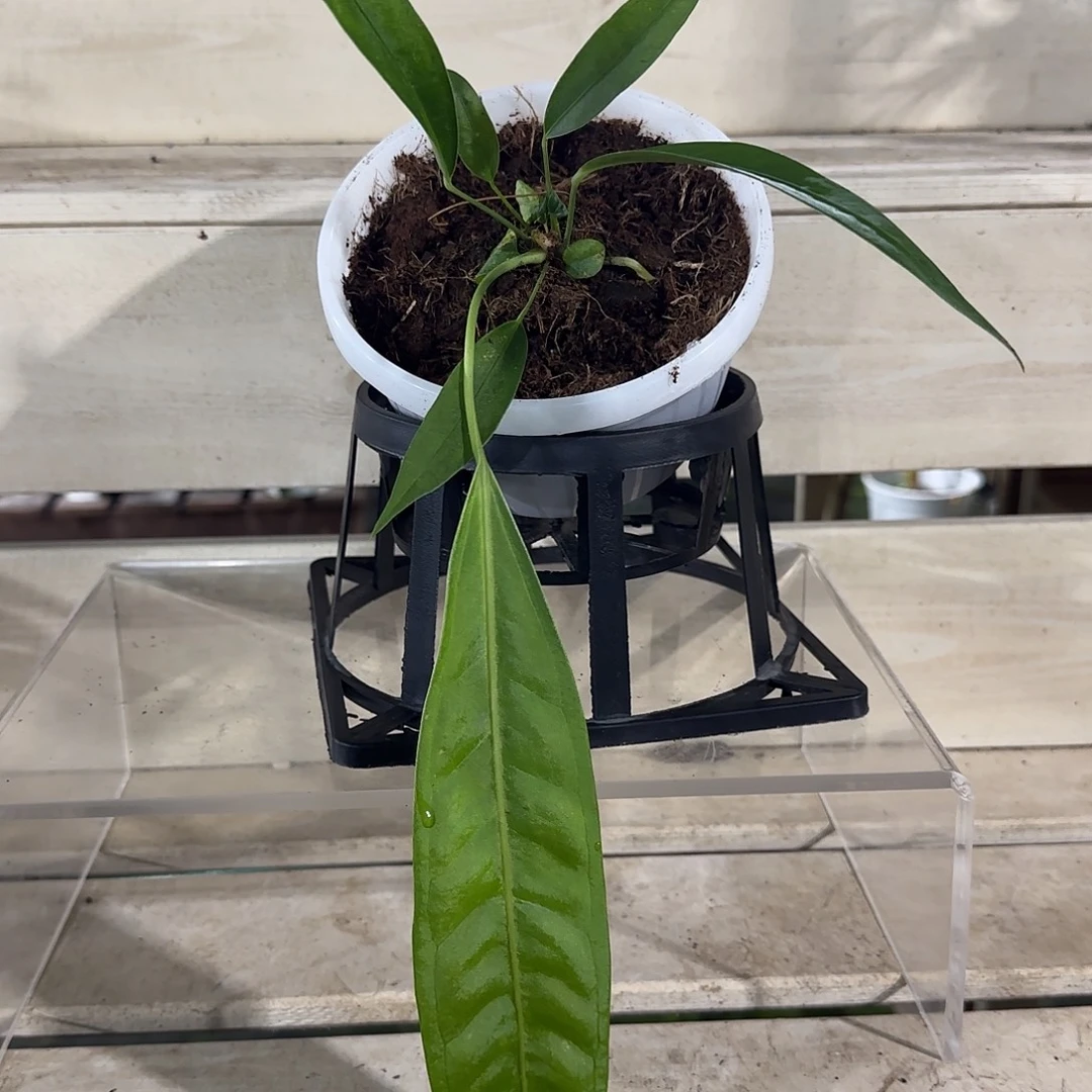 无花朵豌豆荚领带