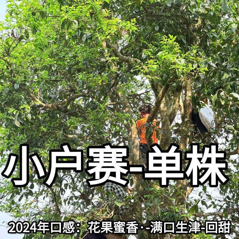 2024年（小户赛单株48号)300年 花蜜香普洱生茶头春茶散茶