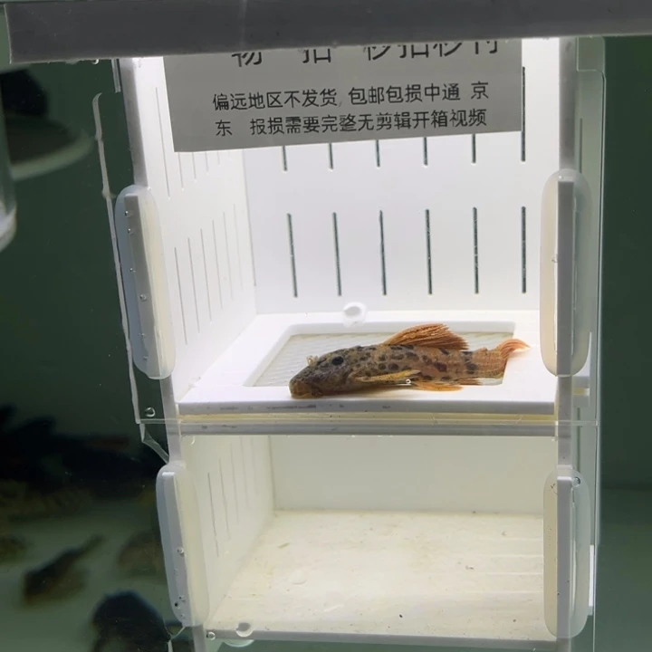 祝***逼清道夫鱼6.1cm帝王血钻