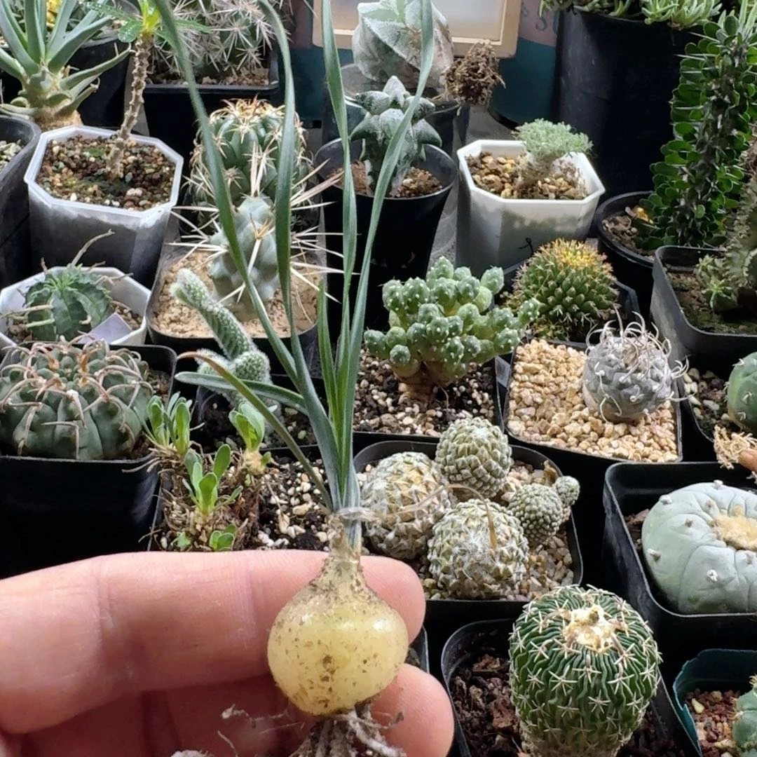 恬***风840硬叶海葱脱土发货