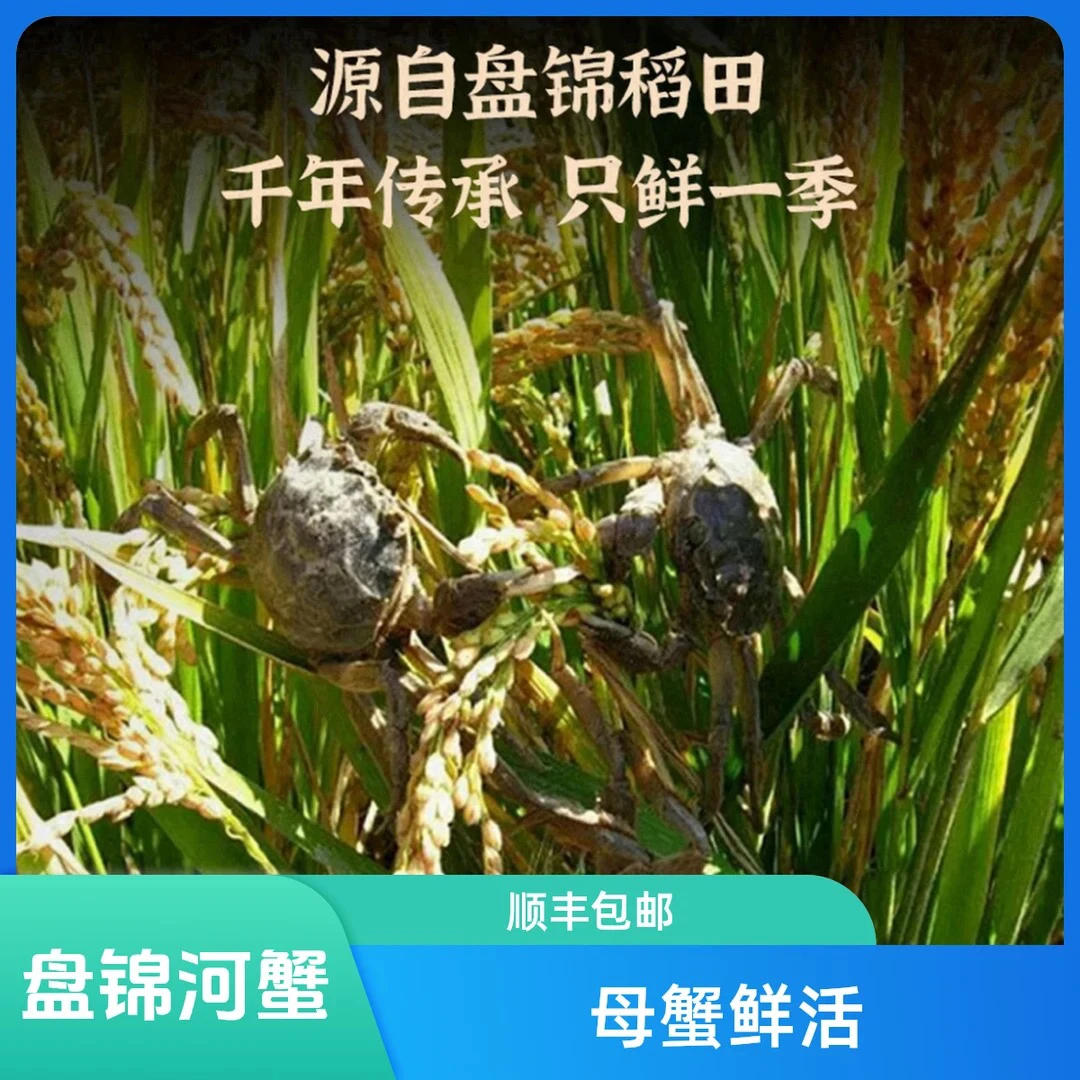 【活蟹】盘锦河蟹母蟹 1-1.2两 25只 顺丰包邮
