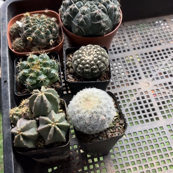 六个实生福利款好养开播福利