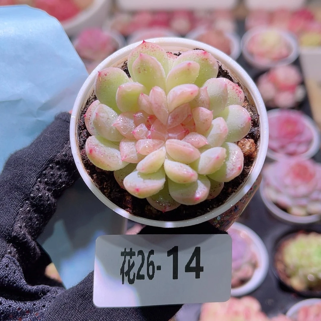 花利美26-14新品双心