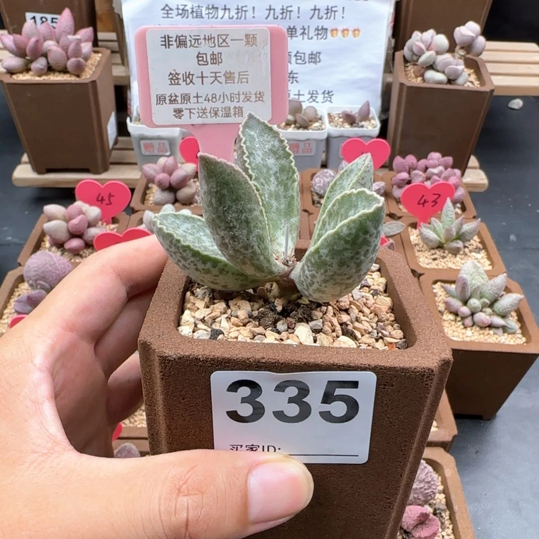 轻**光335粉鲍鱼多肉植物