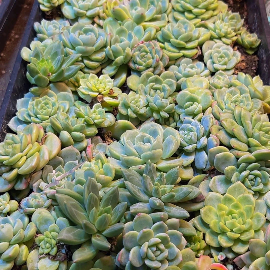 s***k512多肉的小龙虾都有一