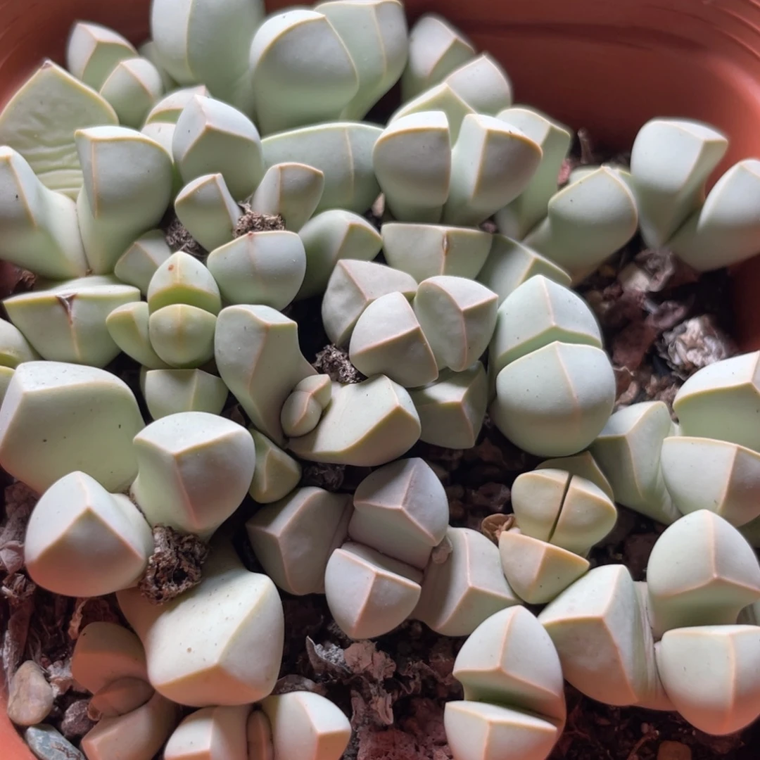 今晚大盆特价更新～7