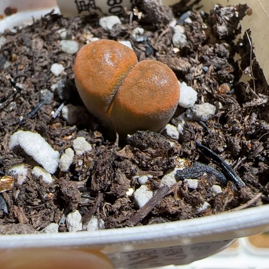 肉锥多肉植物组合-超级蛋糕207