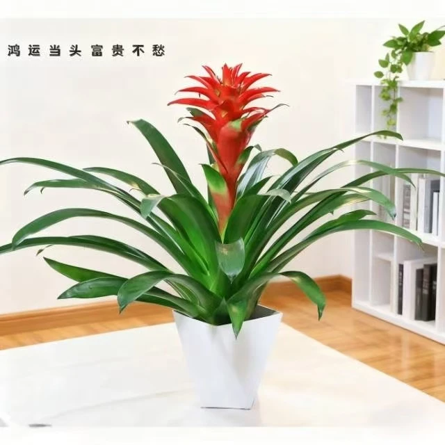 室内外通用好养鸿运当头绿植四季开花鲜活盆栽