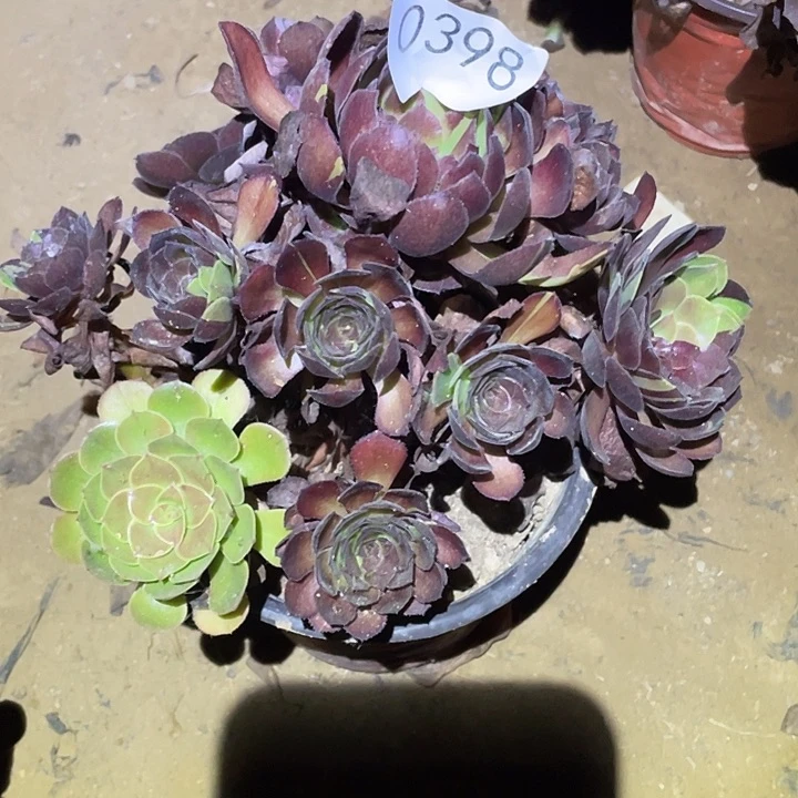 多肉植物法师398黑寡妇