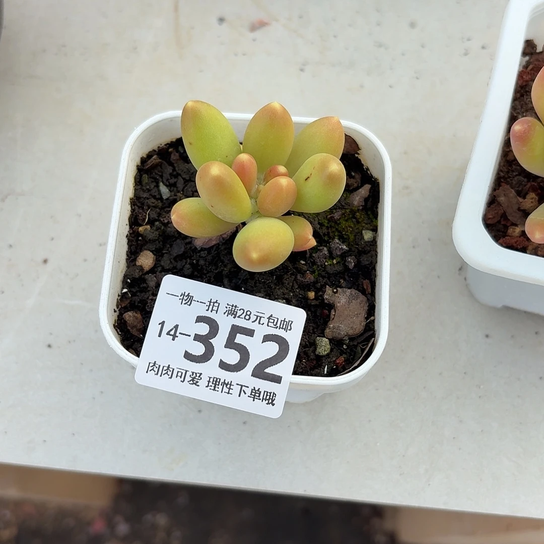 芒果奶无盆土发货无