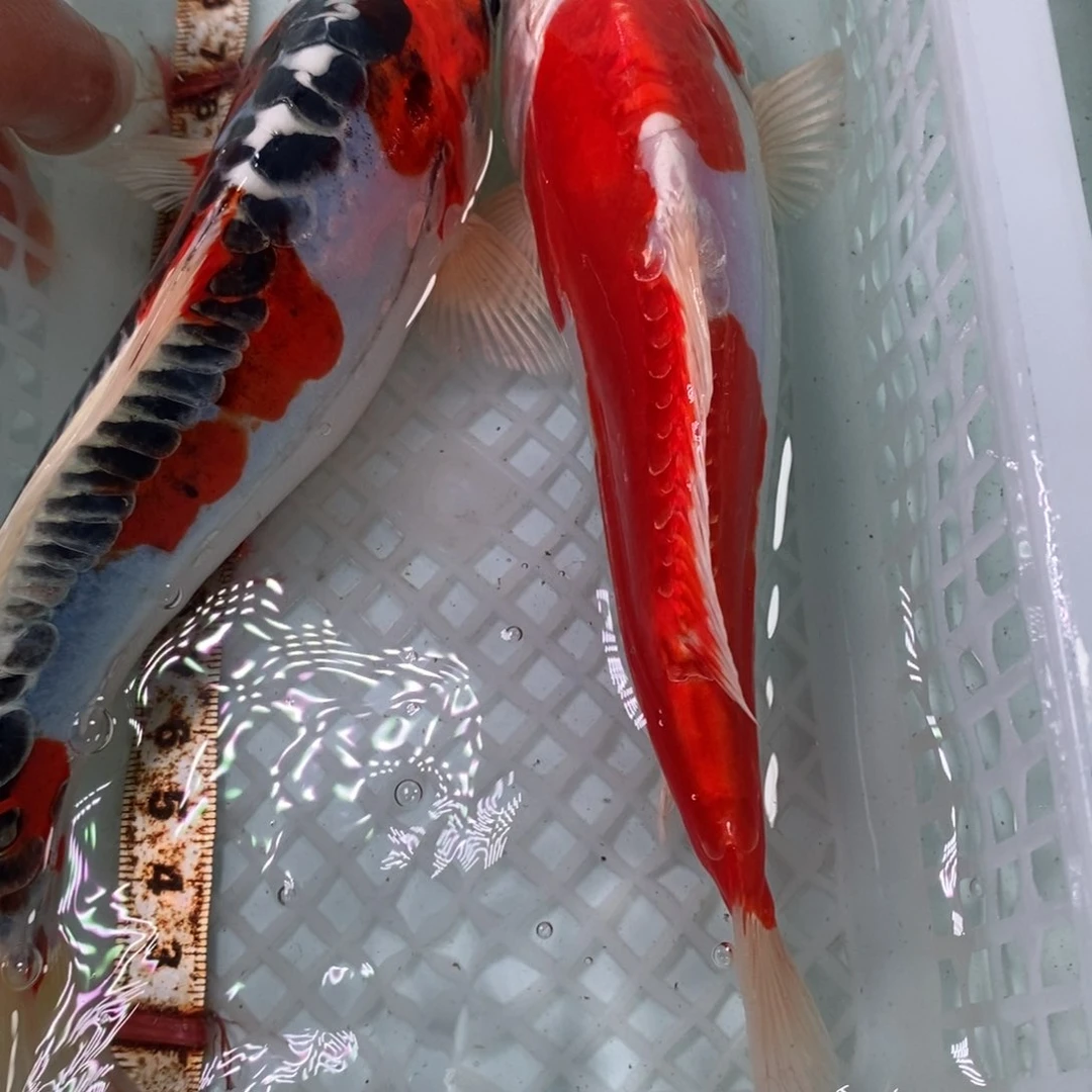 锦鲤冷水锦鲤包邮