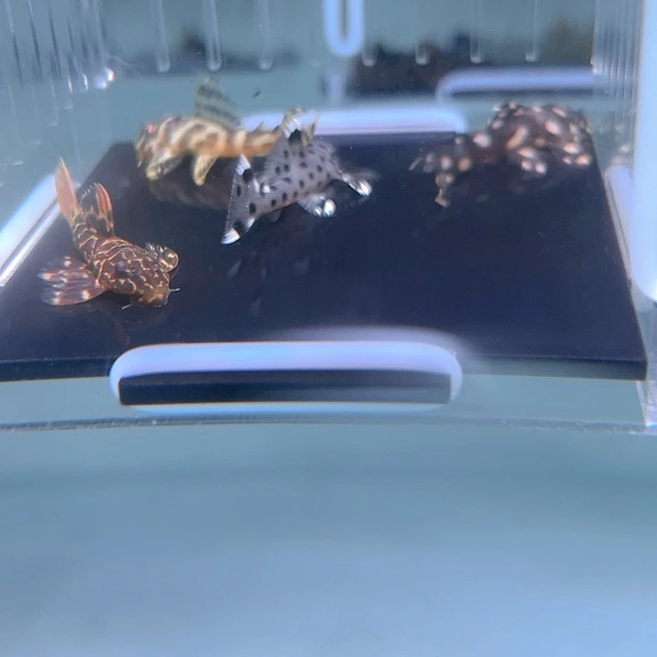 清道夫鱼6-029组合4条