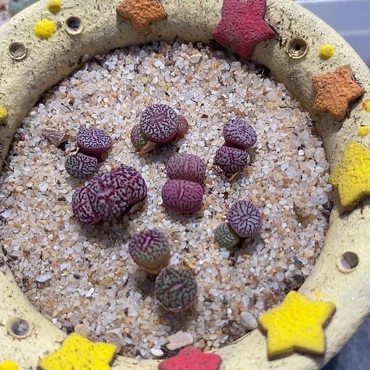 17512墨小锥一颗