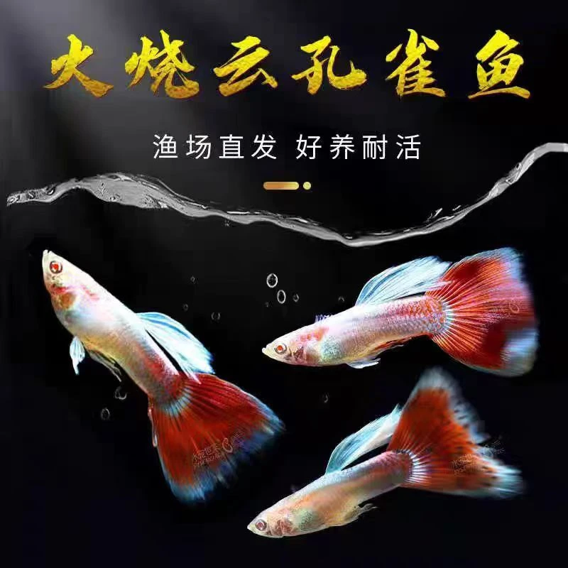 火烧云孔雀鱼孕母小型热带鱼凤尾鱼精品纯种淡水好养耐活胎生鱼苗