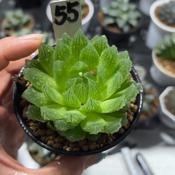母本樱水晶多肉植物