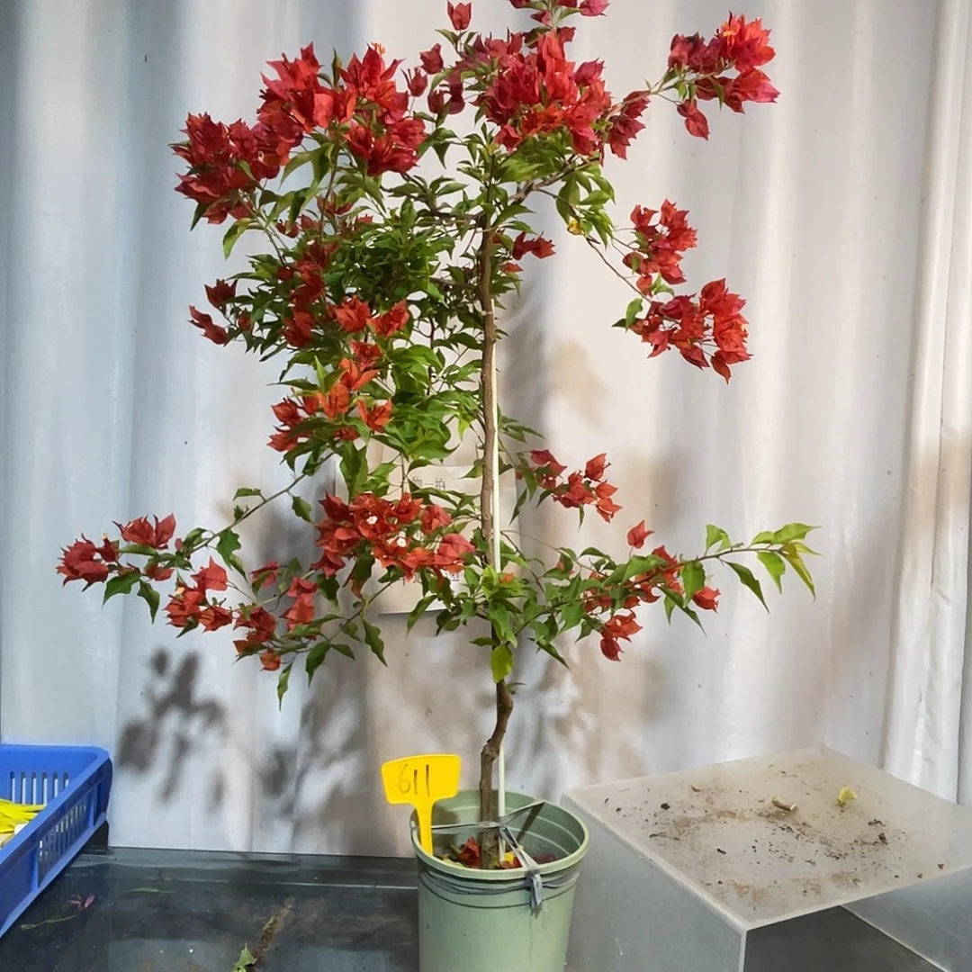 当前无花栽培后可以开花611热火桑巴细杆高飘