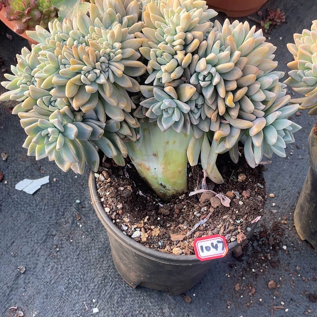 1047 淡雪缀 一物一拍多肉