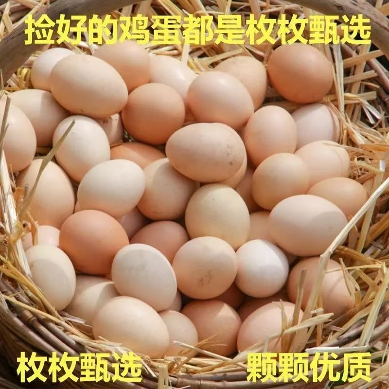 Z   【正宗农户】现捡现发散养走地鸡跑山鸡营养土鸡蛋宝宝孕妇营养