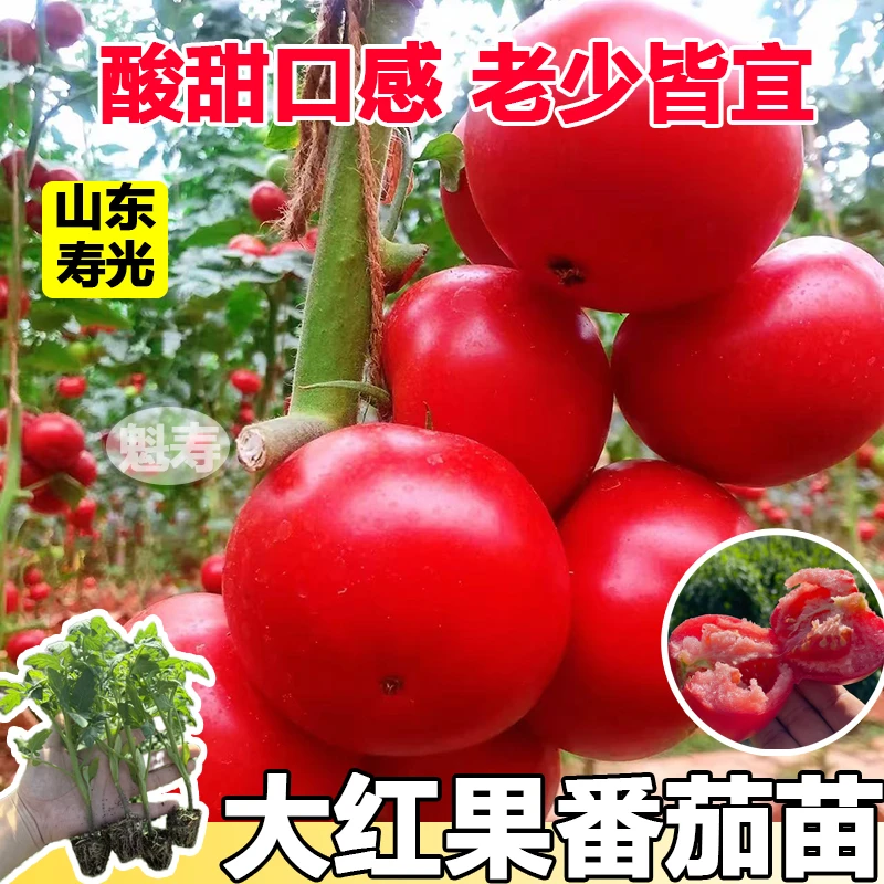 大红番茄秧苗阳台盆栽苗子樱桃小番茄苗子圣女果苗子四季种植苗子