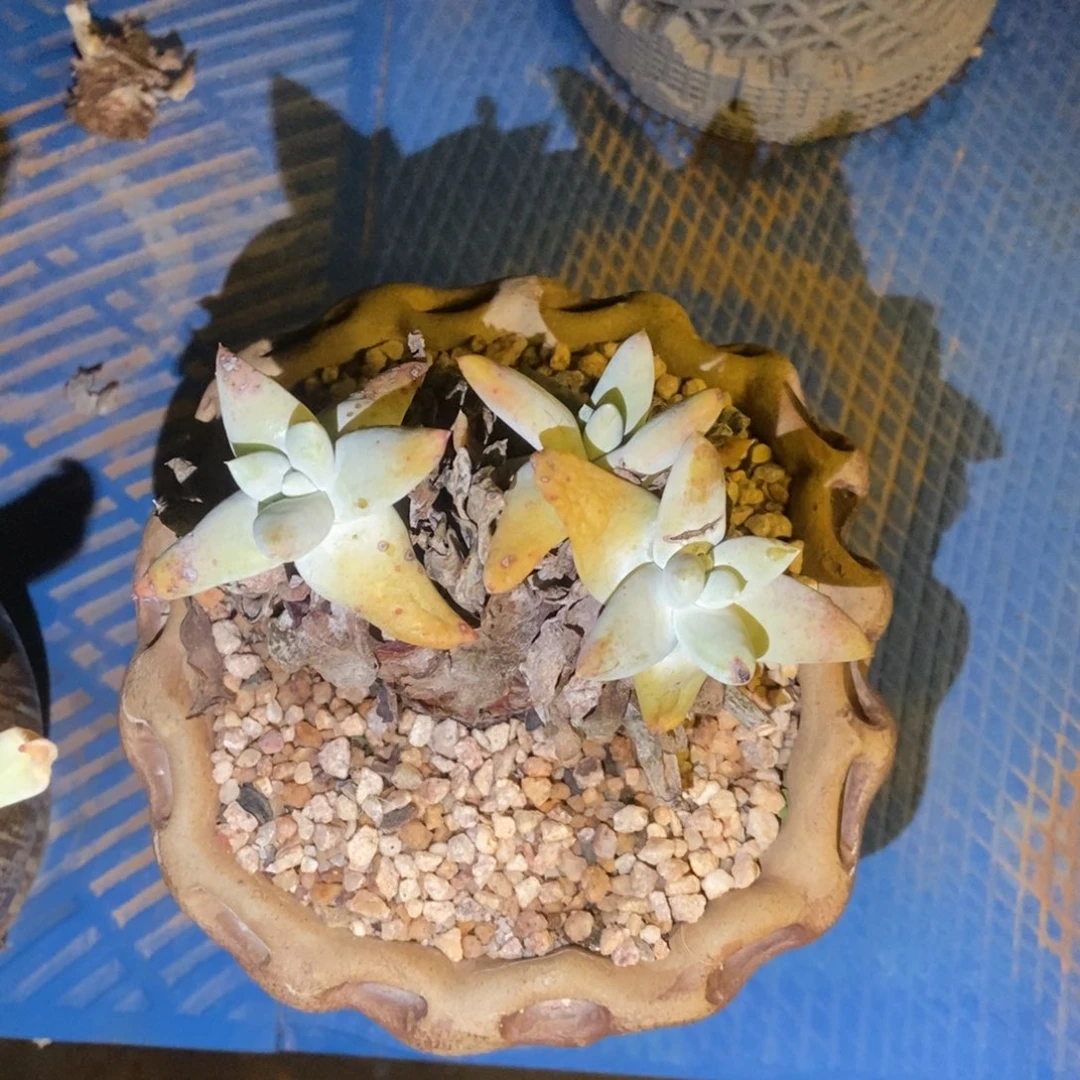 拇指多肉植物啦啦啦