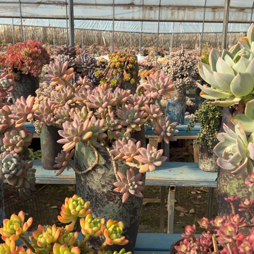 精品秋丽妖桩 裸肉