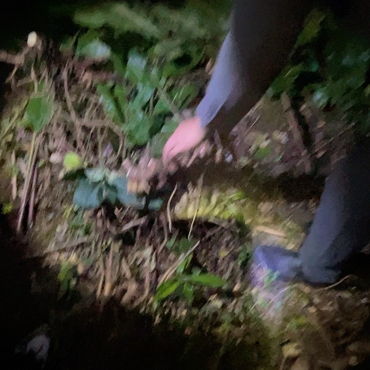 云南深山老姜现挖