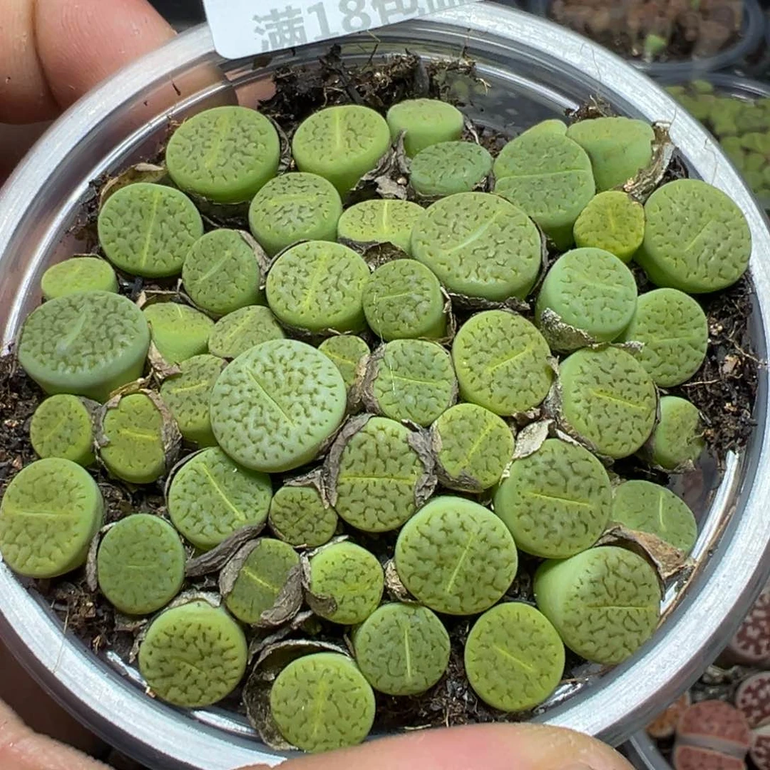【闪购商品】 329。