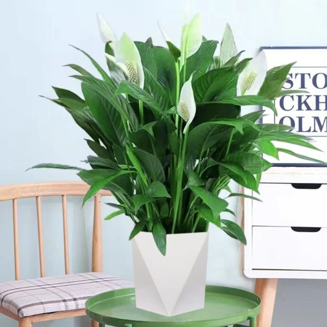 白掌盆栽易活一帆风顺水培植物办公室内花卉绿植红掌水养四季开花